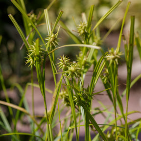 Carex - Keulensegge - Carex grayi