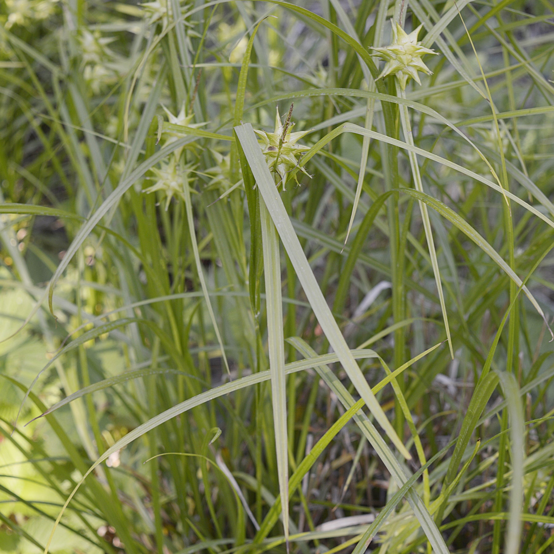 Carex grayi - Keulensegge - Carex