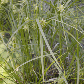 Carex grayi - Keulensegge - Carex