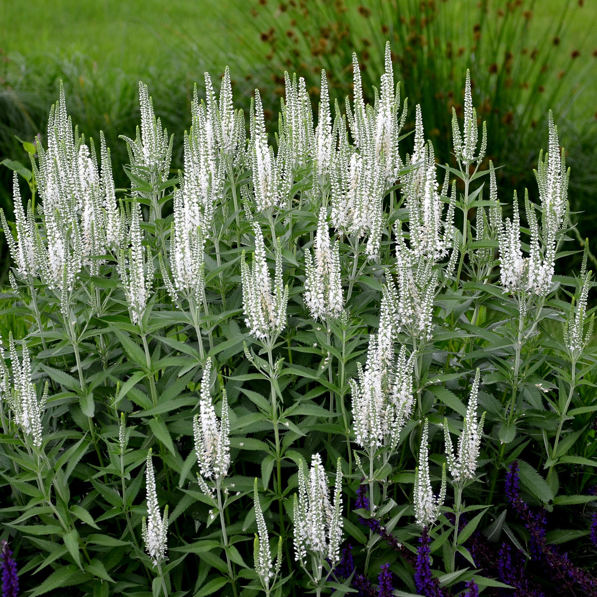 Veronica spicata alba - Scheinähriger Ehrenpreis Alba - Veronica