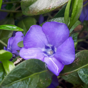 Kleines Immergrün ‘Flower Power’ - Willemse
