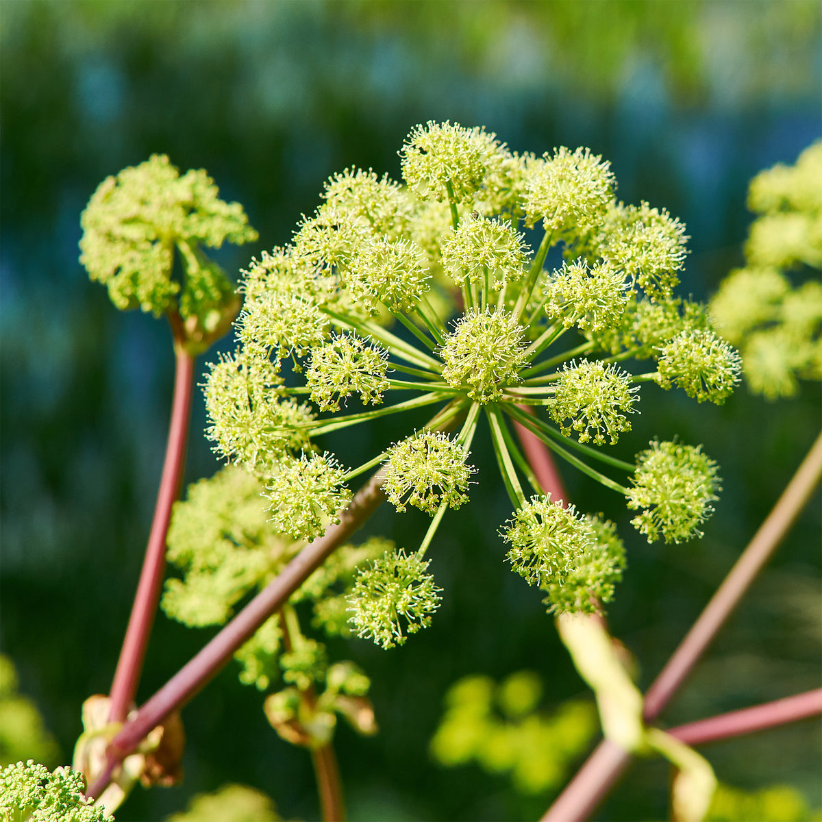 Engelwurz - Angelica archangelica - Willemse