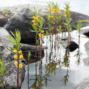 Ähriger Gilbweiderich - Lysimachia thyrsiflora - Willemse