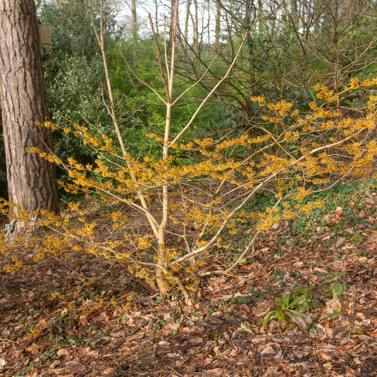 Zaubernuss ‘Orange Beauty’ - Willemse