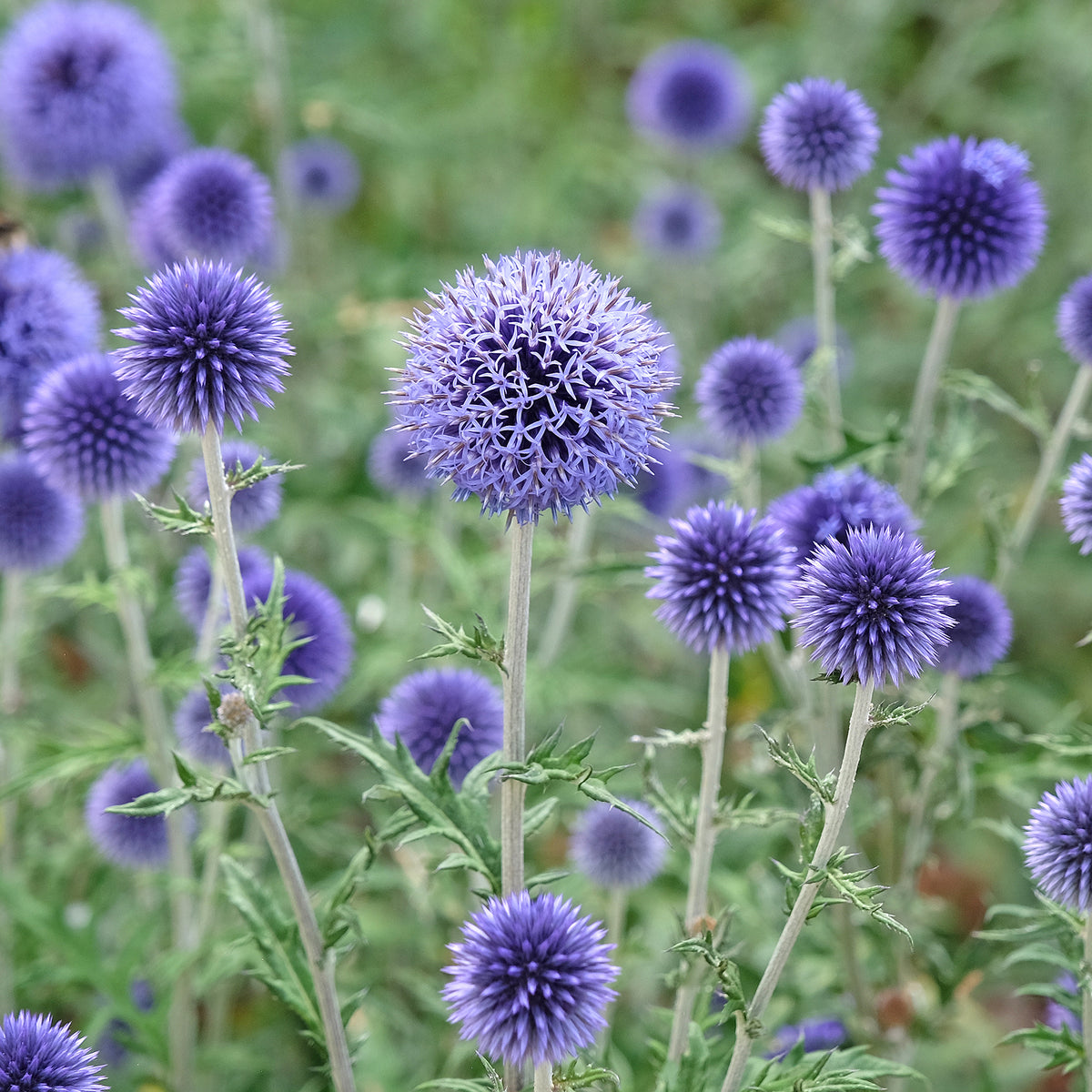 Kugeldistel ‘Veitch’s Blue’
