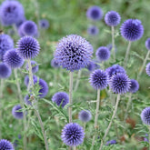 Kugeldistel ‘Veitch’s Blue’
