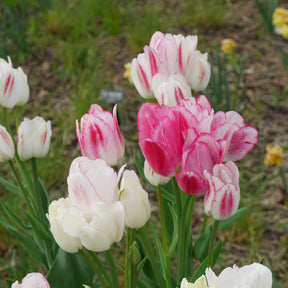 Pluriflores-Tulpen Candy Club - Willemse