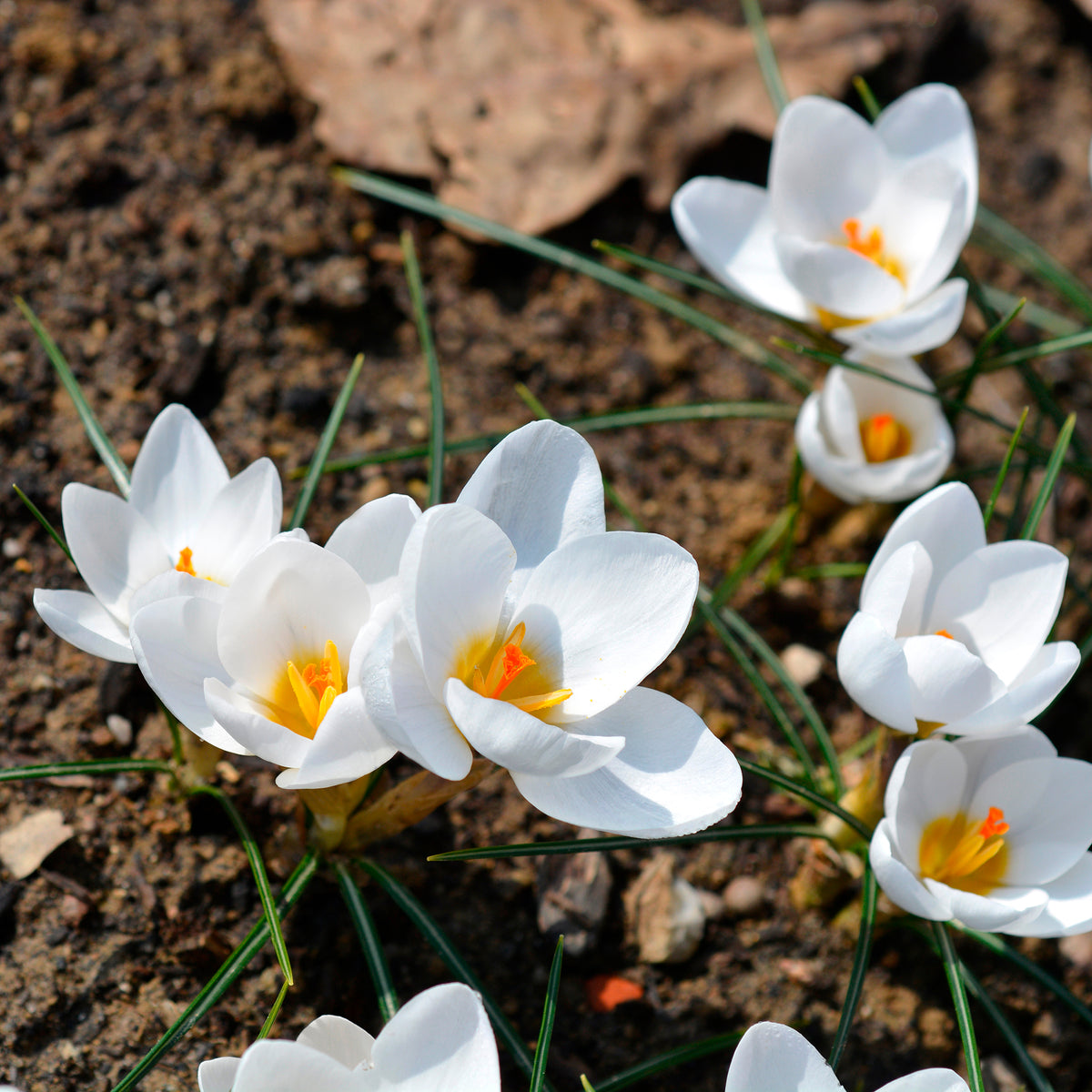 Krokusse Ard Schenk - Crocus Ard Schenk - Willemse