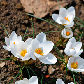 Krokusse Ard Schenk - Crocus Ard Schenk - Willemse