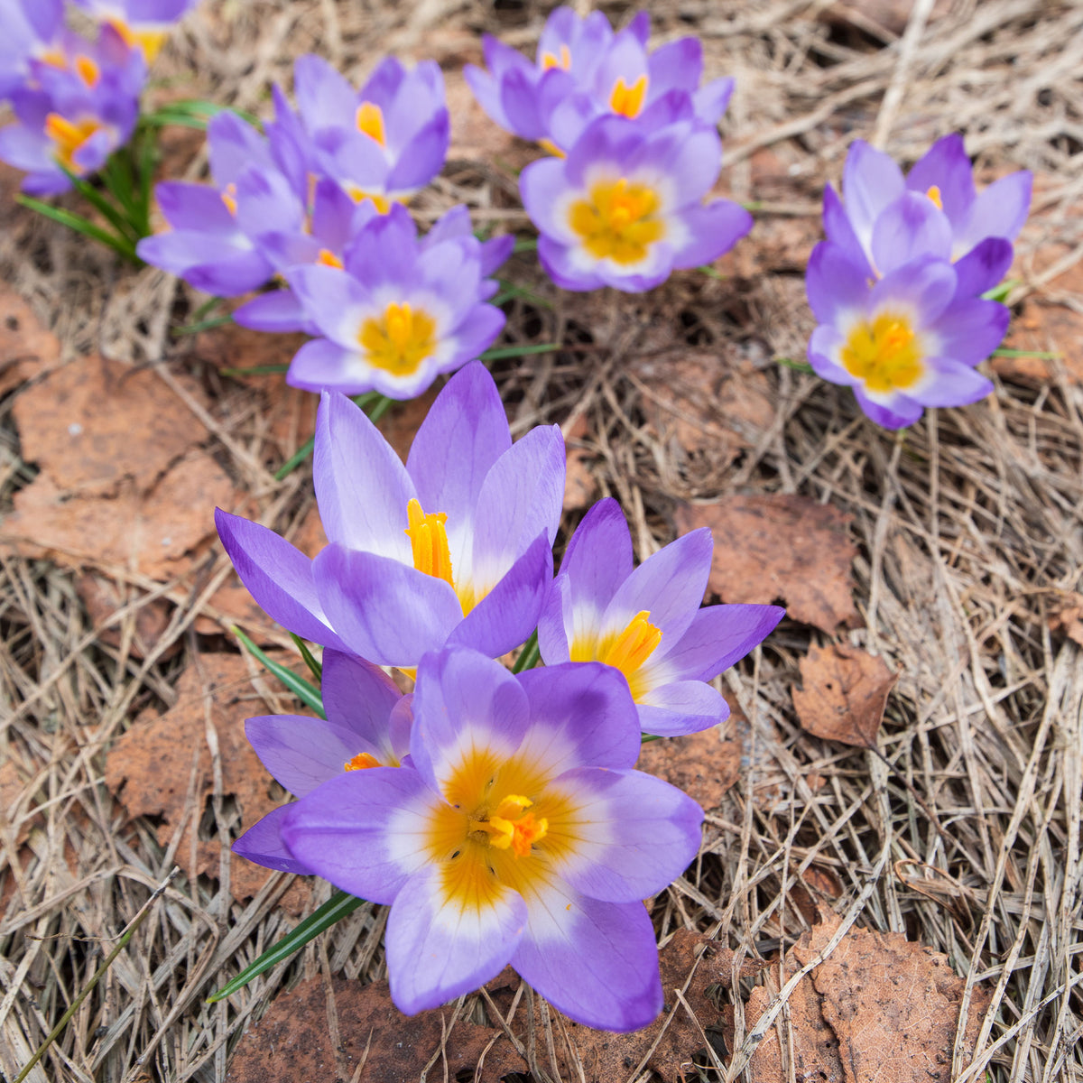 Krokusse Sublime Tricolor - Crocus nivalis 'tricolor' - Willemse