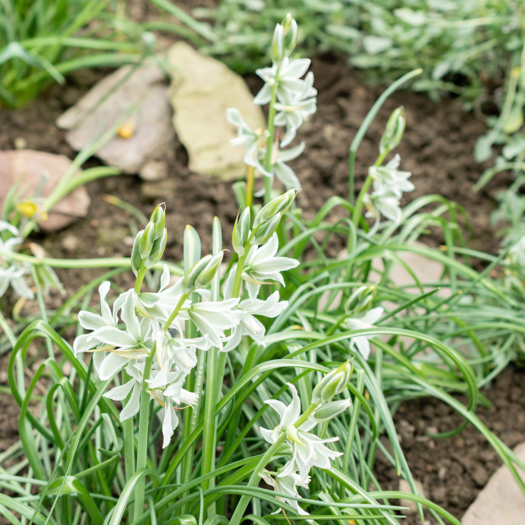 Ornithogalum Saundersiae - Willemse