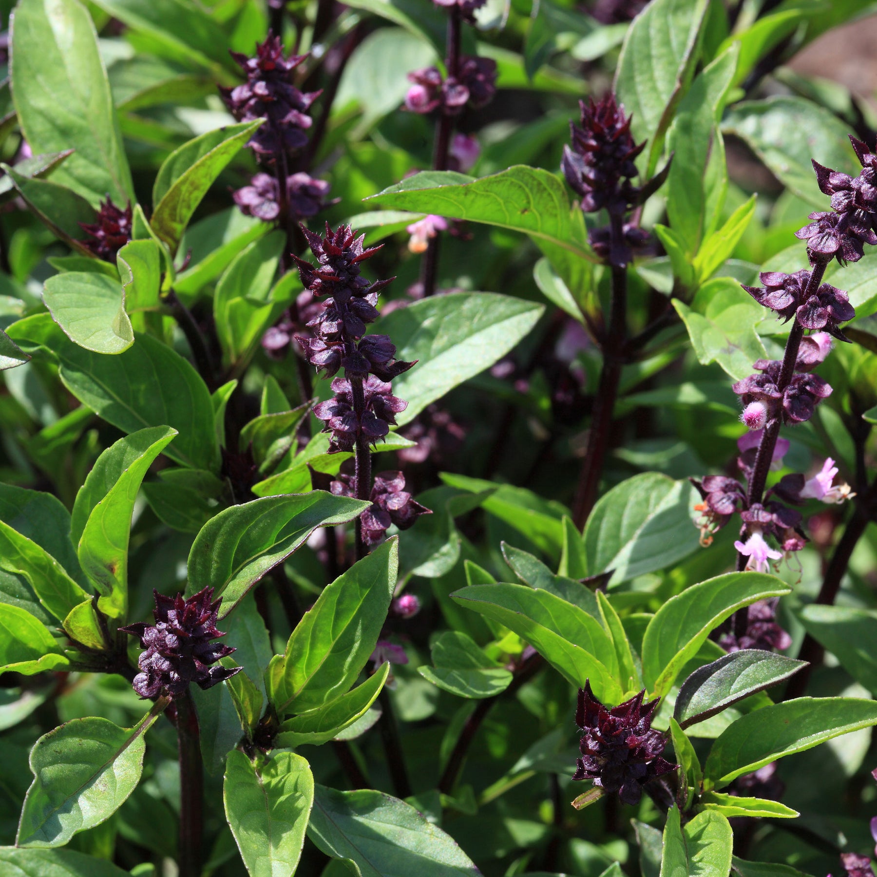 Thai-Basilikum - Ocimum basilicum var. thyrsiflora - Willemse