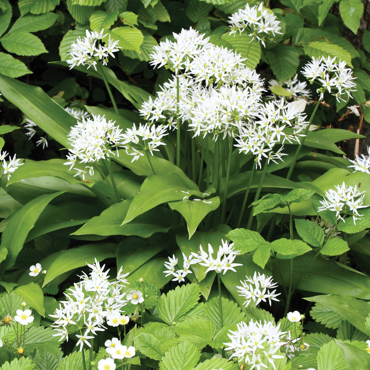 Bärlauch - Allium ursinum - Willemse