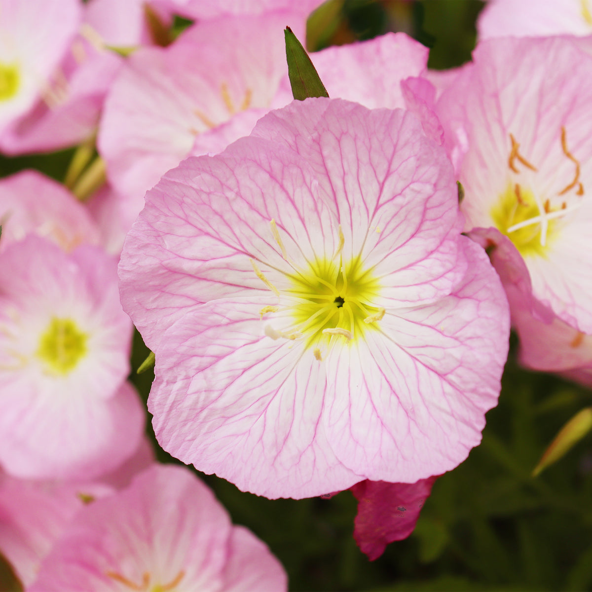 Nachtkerze Siskiyou Pink (x2) - Willemse