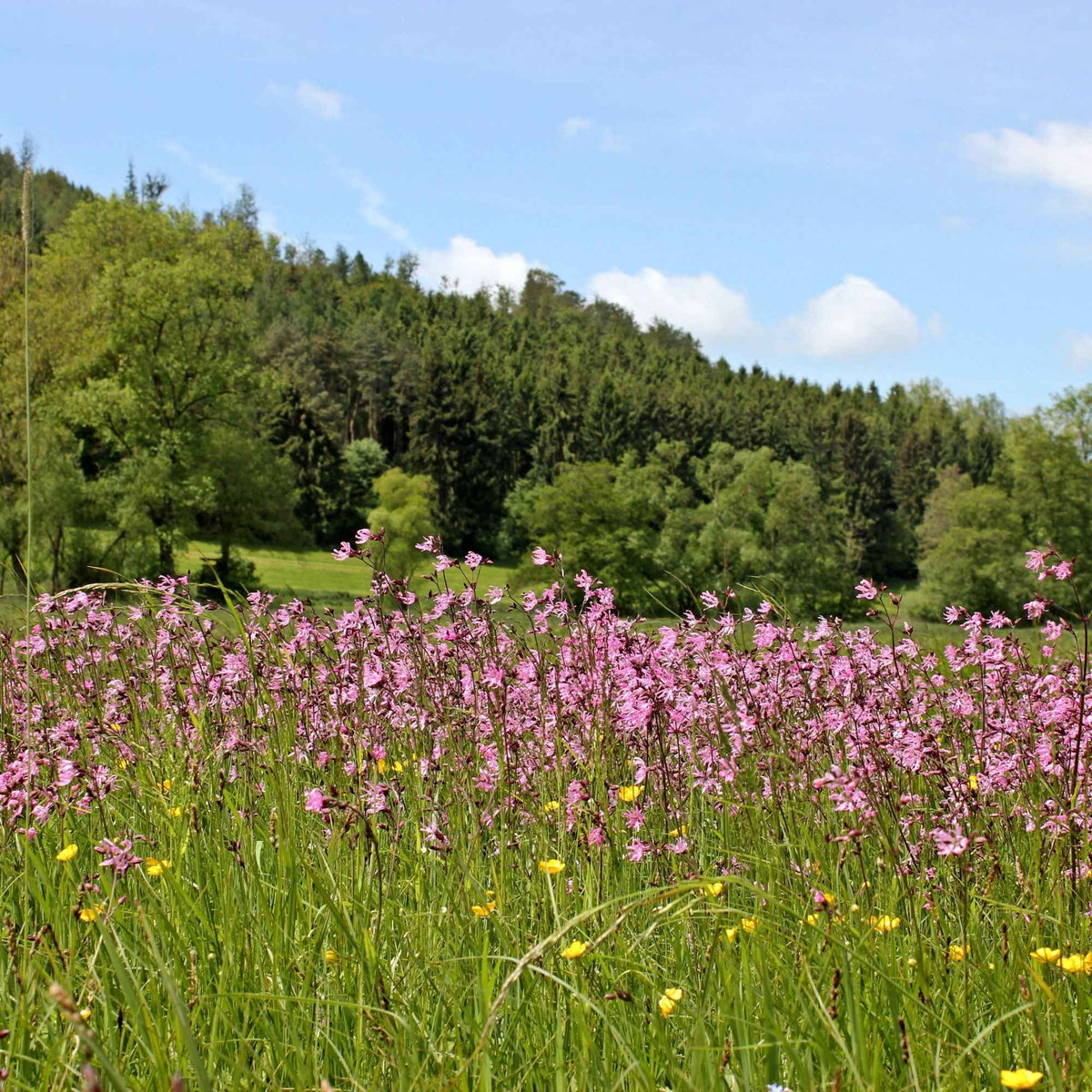 Lychnis flos-cuculi - Kuckucksnelke - Alle Teichpflanzen