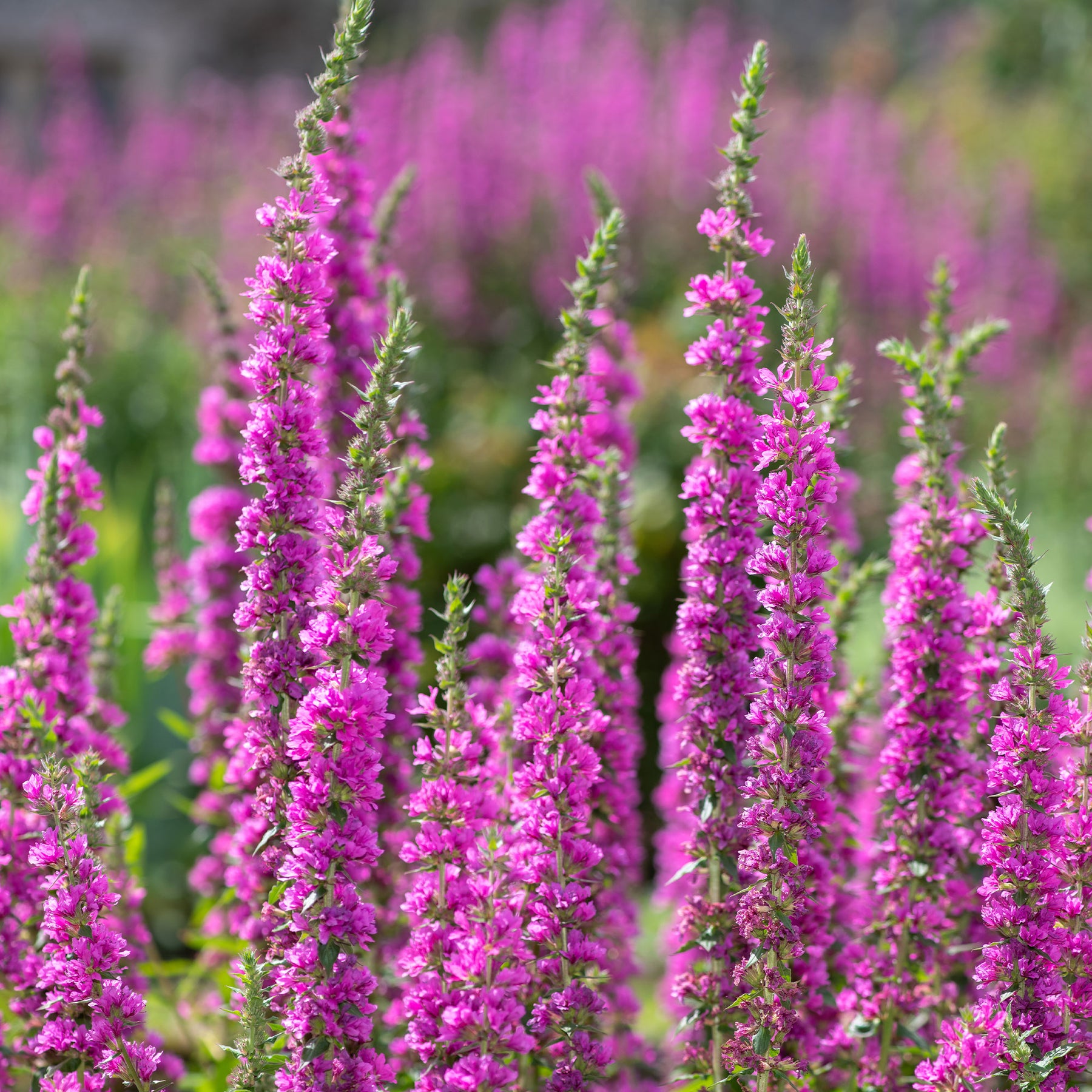 Verkauf Blutweiderich - Lythrum salicaria
