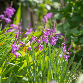 Bletilla (Hyazinthen-Orchidee) - Willemse