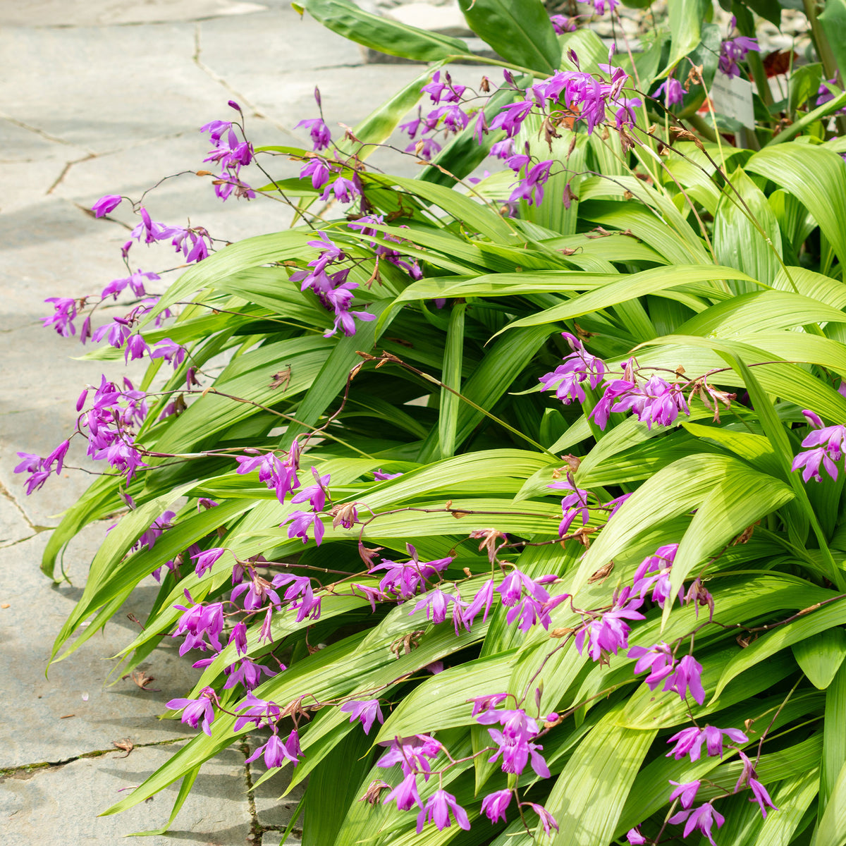 Bletilla (Hyazinthen-Orchidee) - Bletilla striata - Willemse