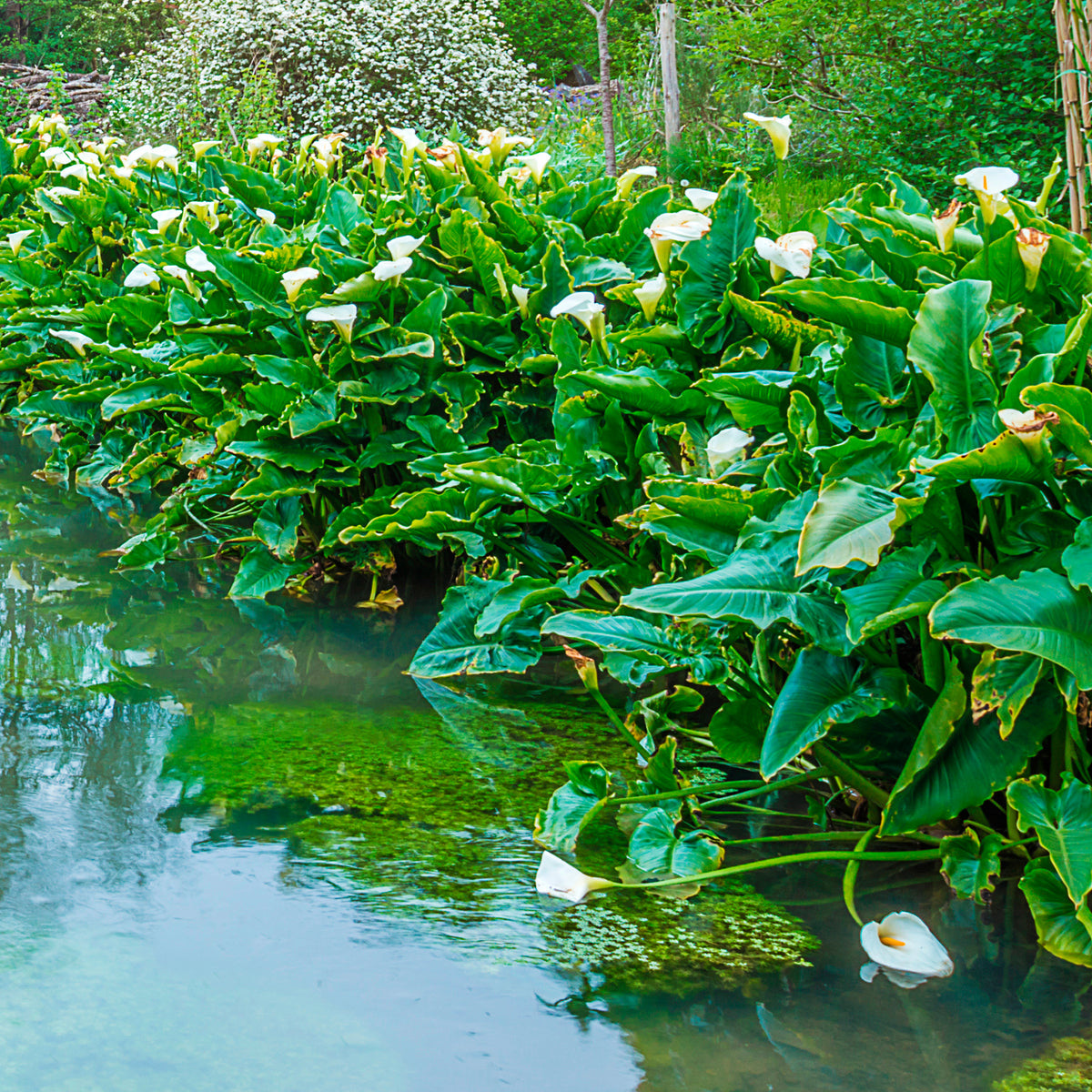 Zantedeschia aethiopica - Calla weiß - Alle Teichpflanzen
