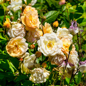 Rose ‘Ghislaine de Féligonde’ - Willemse