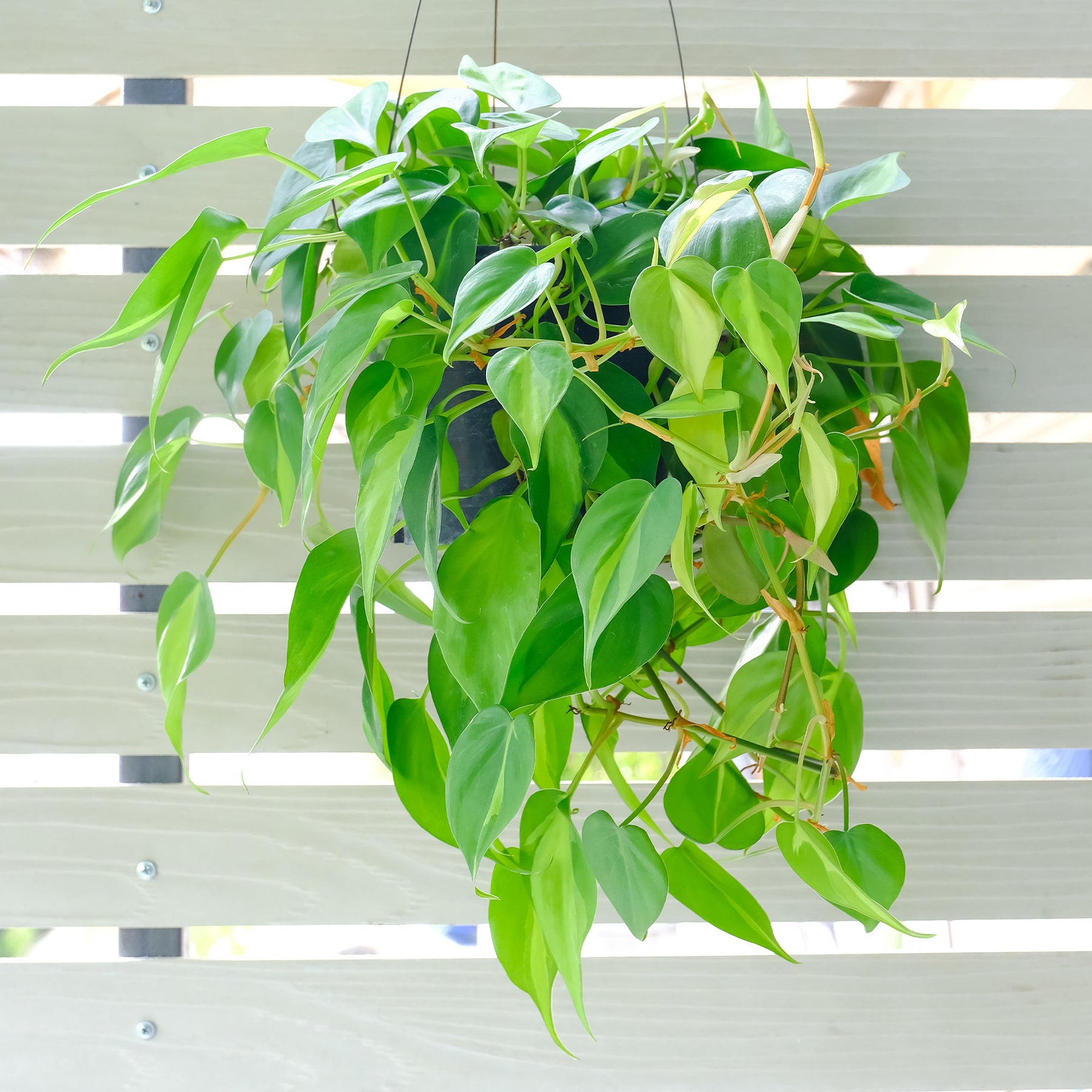 Philodendron scandens - Philodendron scandens - Willemse