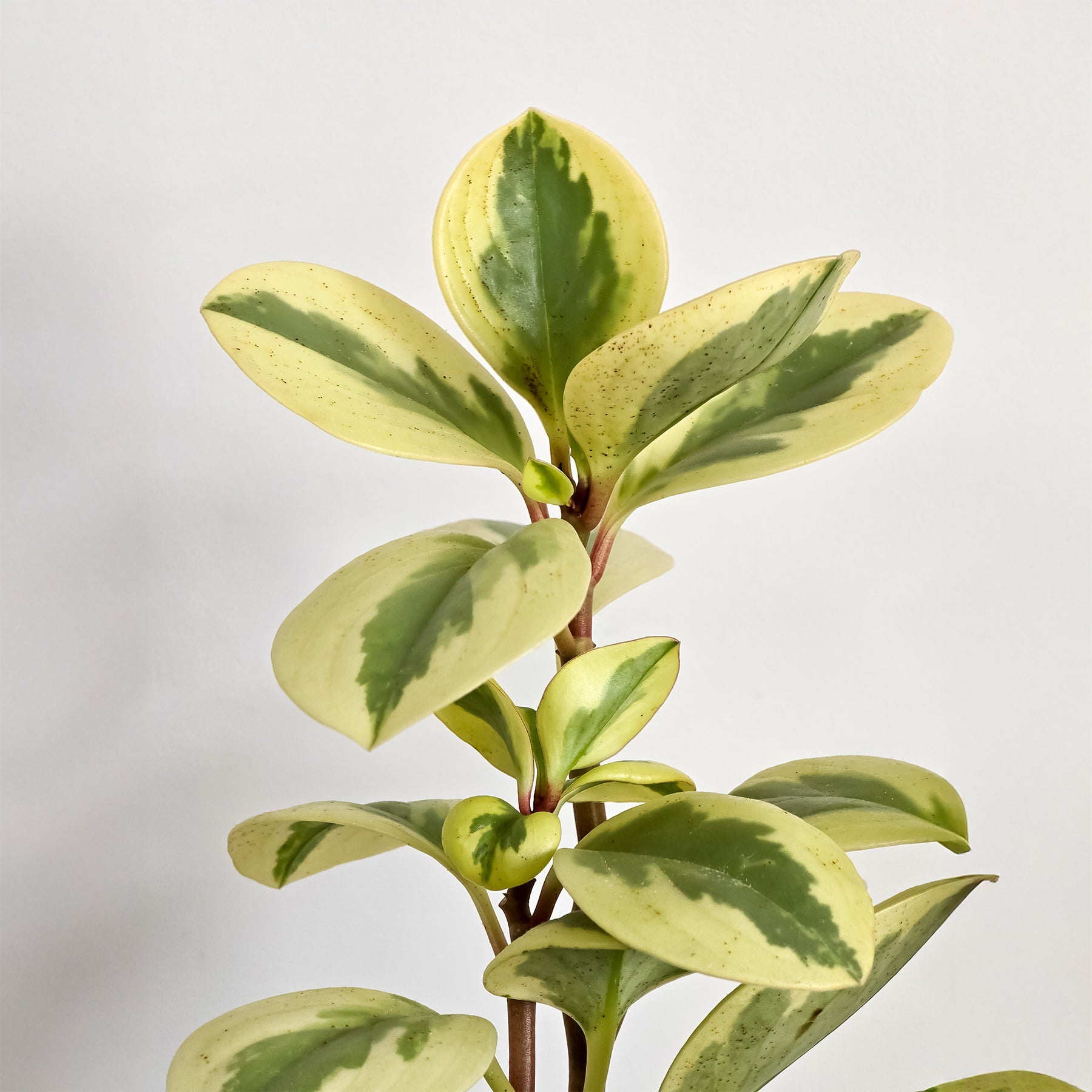 Zwergpfeffer 'Obtipan Bicolor' - Willemse