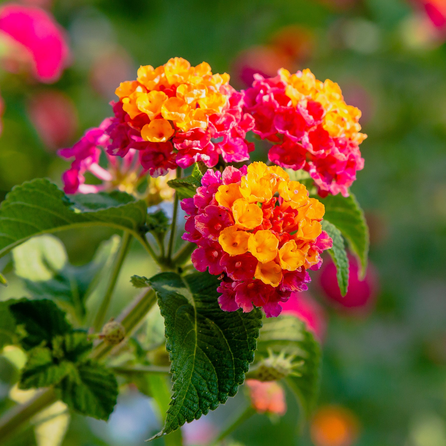 Lantane 'Passionfruit' (x3) - Lantana Passionfruit - Willemse
