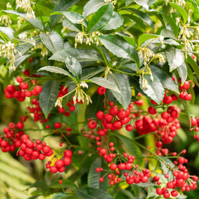 Weihnachtsbeere (Ardisia crenata)