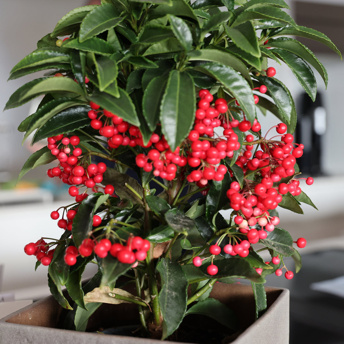 Weihnachtsbeere (Ardisia crenata) - Ardisia crenata - Willemse