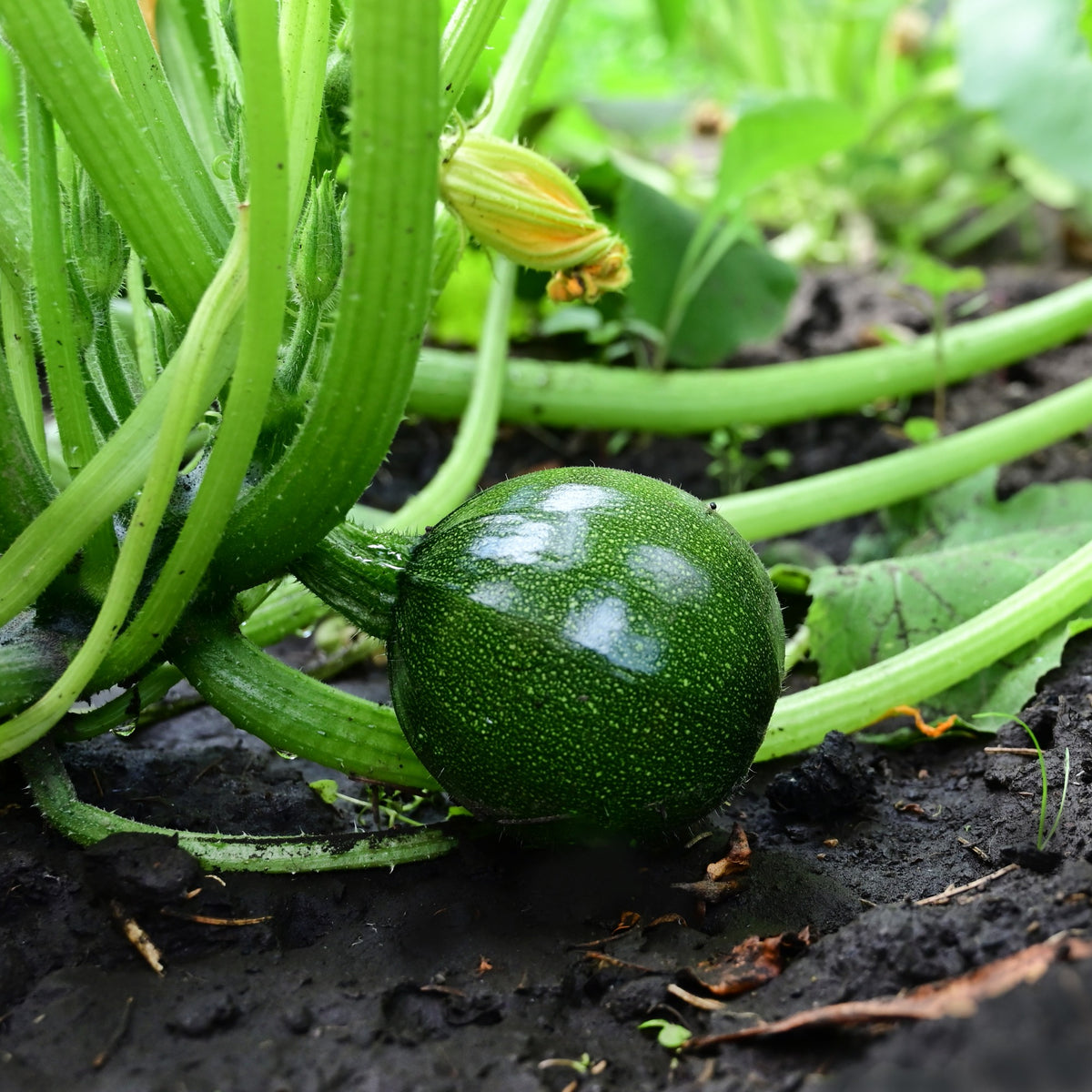 Zucchini Eight Ball F1 - Cucurbita pepo - Willemse