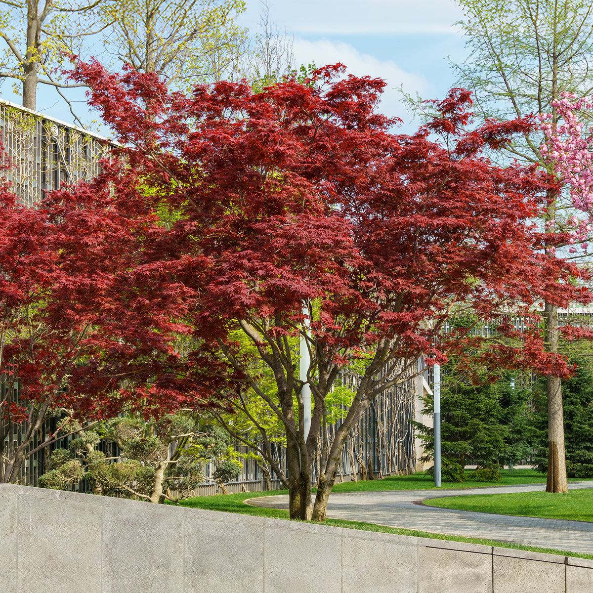 Japanischer Ahorn 'Atropurpureum' - Acer palmatum Atropurpureum - Willemse