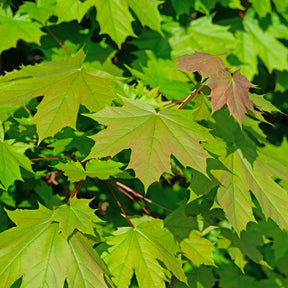 Spitzahorn - Acer platanoides - Willemse