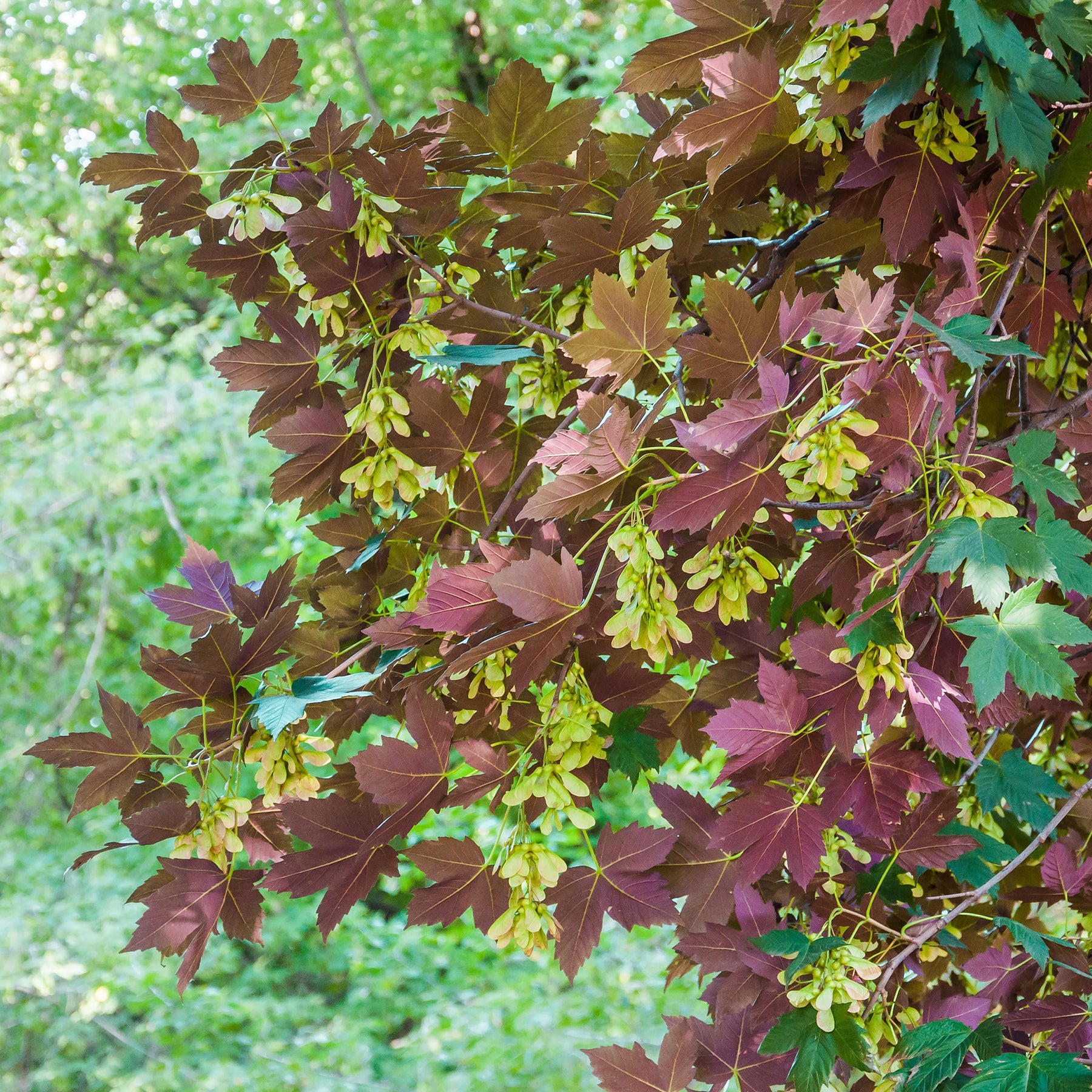 Bergahorn 'Atropurpureum' - Acer pseudoplatanus Atropurpureum - Willemse
