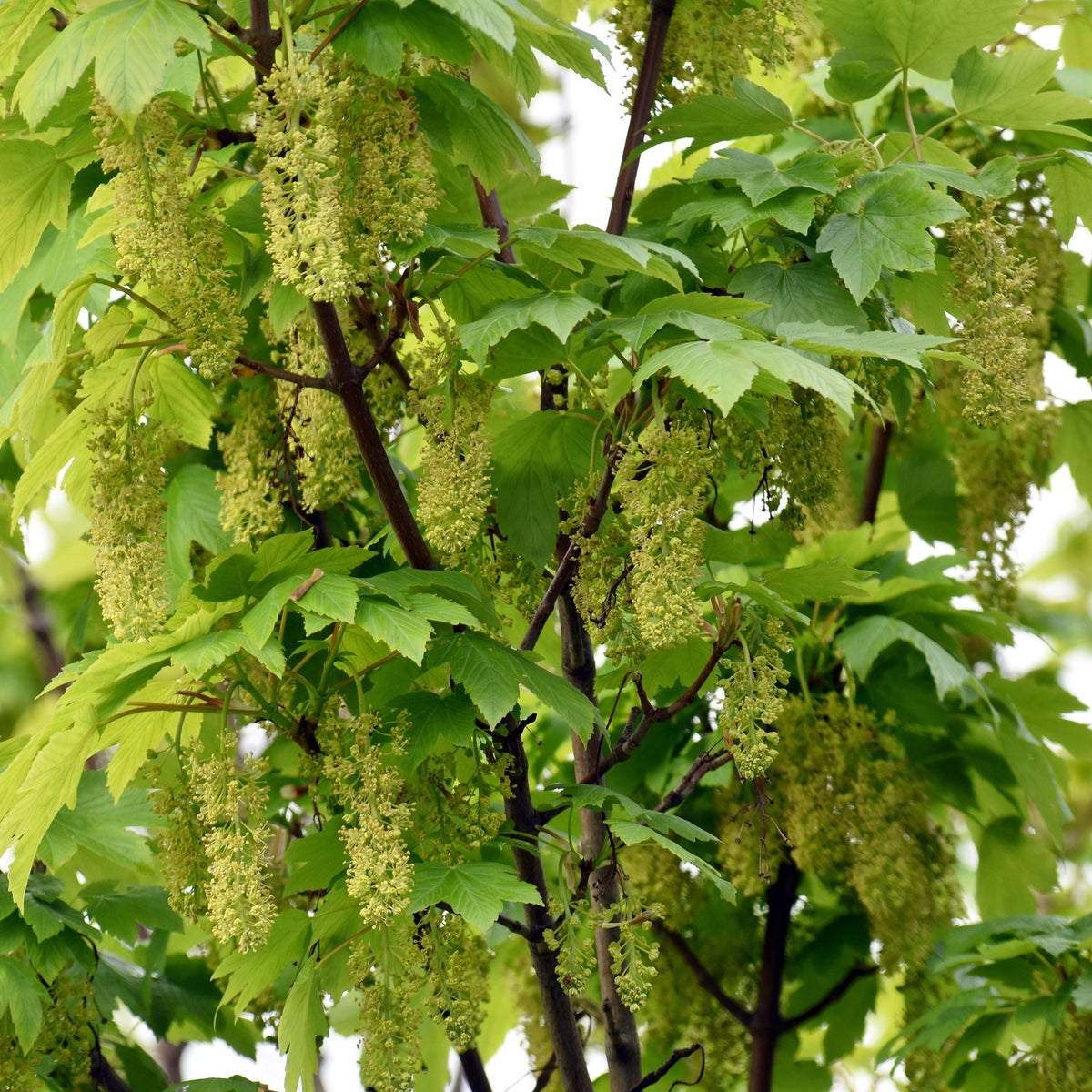 Bergahorn - Acer pseudoplatanus - Willemse