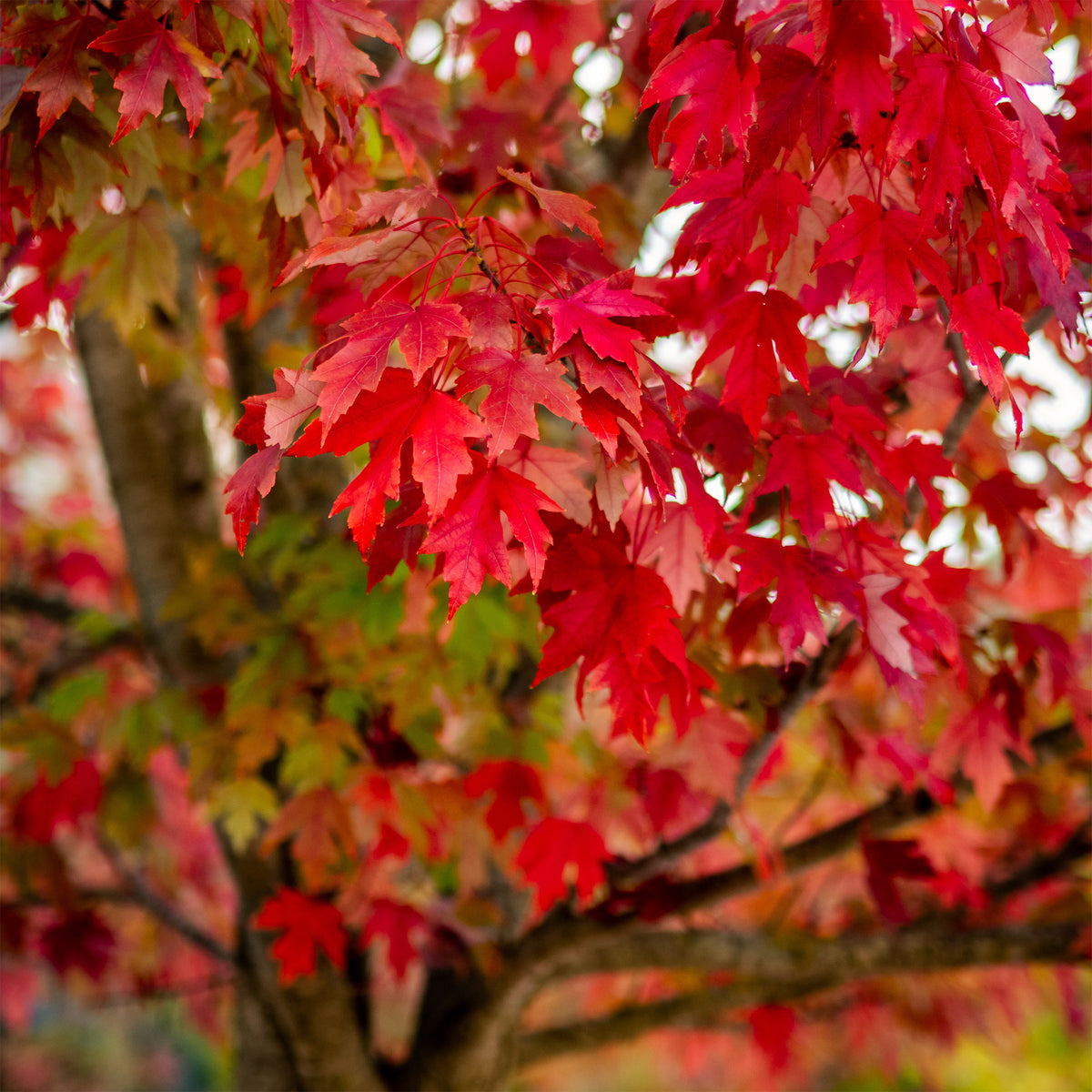 Silber-Ahorn - Acer saccharinum - Willemse