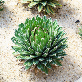 Königin-Victoria-Agave - Agave victoriae reginae - Willemse
