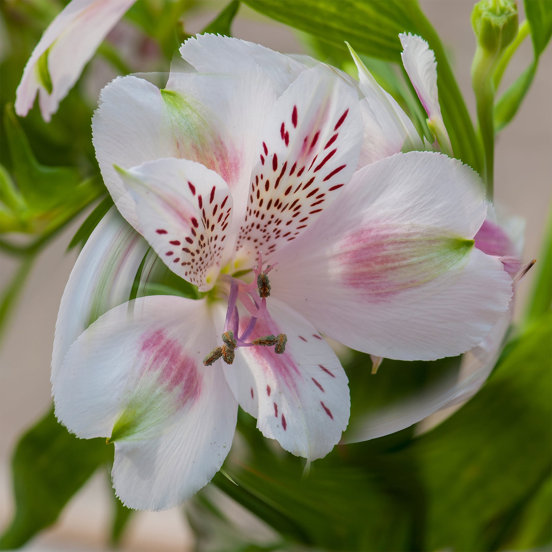 Inkalilie ‘Duchesse d’Anjou Béatrice’ - Willemse
