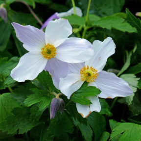 Japanische Anemone Ruffled Swan - Willemse