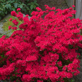 Japanische Azalee Hino Crimson - Azalea japonica Hino Crimson - Willemse