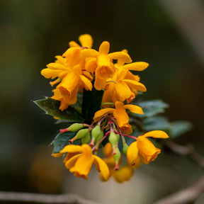 Darwin-Berberitze - Berberis darwinii - Willemse