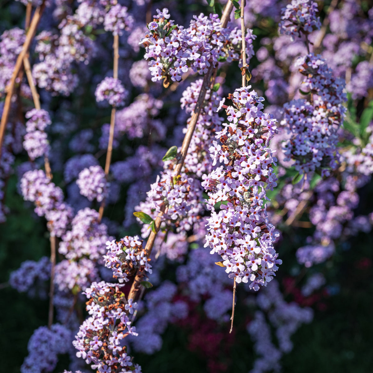 Wechselblättriger Sommerflieder - Buddleja alternifolia - Willemse