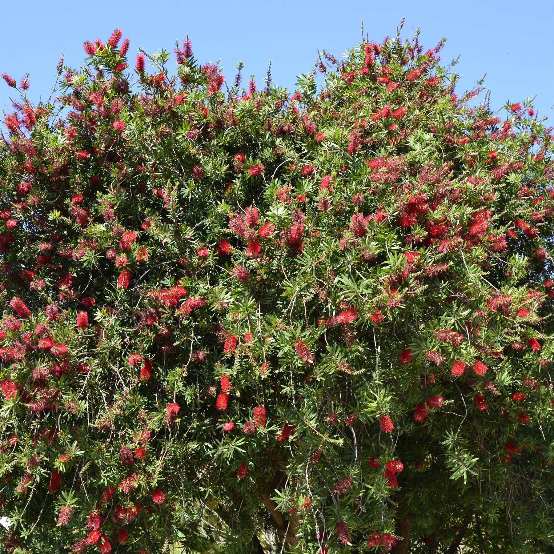 Roter Lampenputzerstrauch - Willemse
