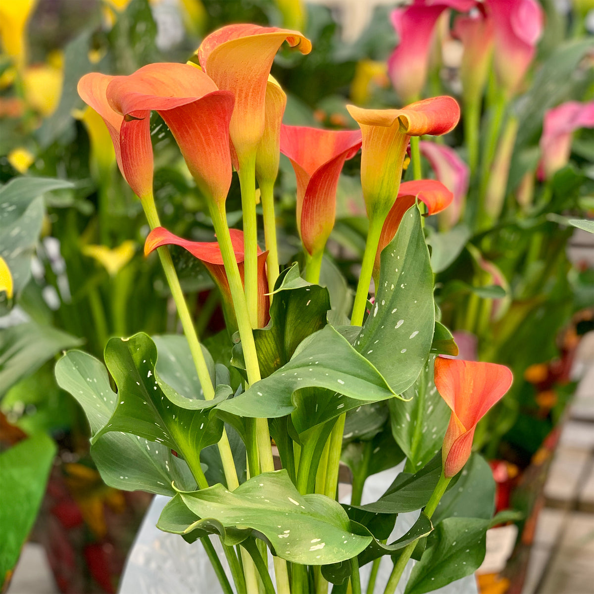Calla-Lilie ‘Peach Pearl’ - Willemse