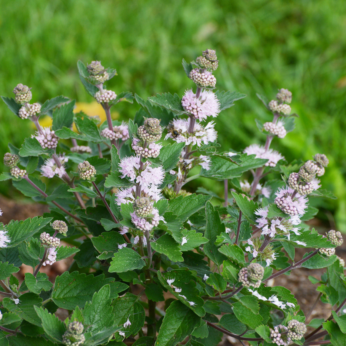 Bartblume ‘Stephi’® Rosa - Caryopteris clandonensis Stephi ® rose - Willemse