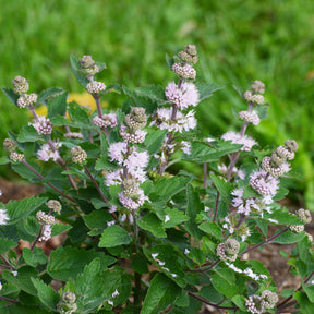 Bartblume ‘Stephi’® Rosa - Caryopteris clandonensis Stephi ® rose - Willemse