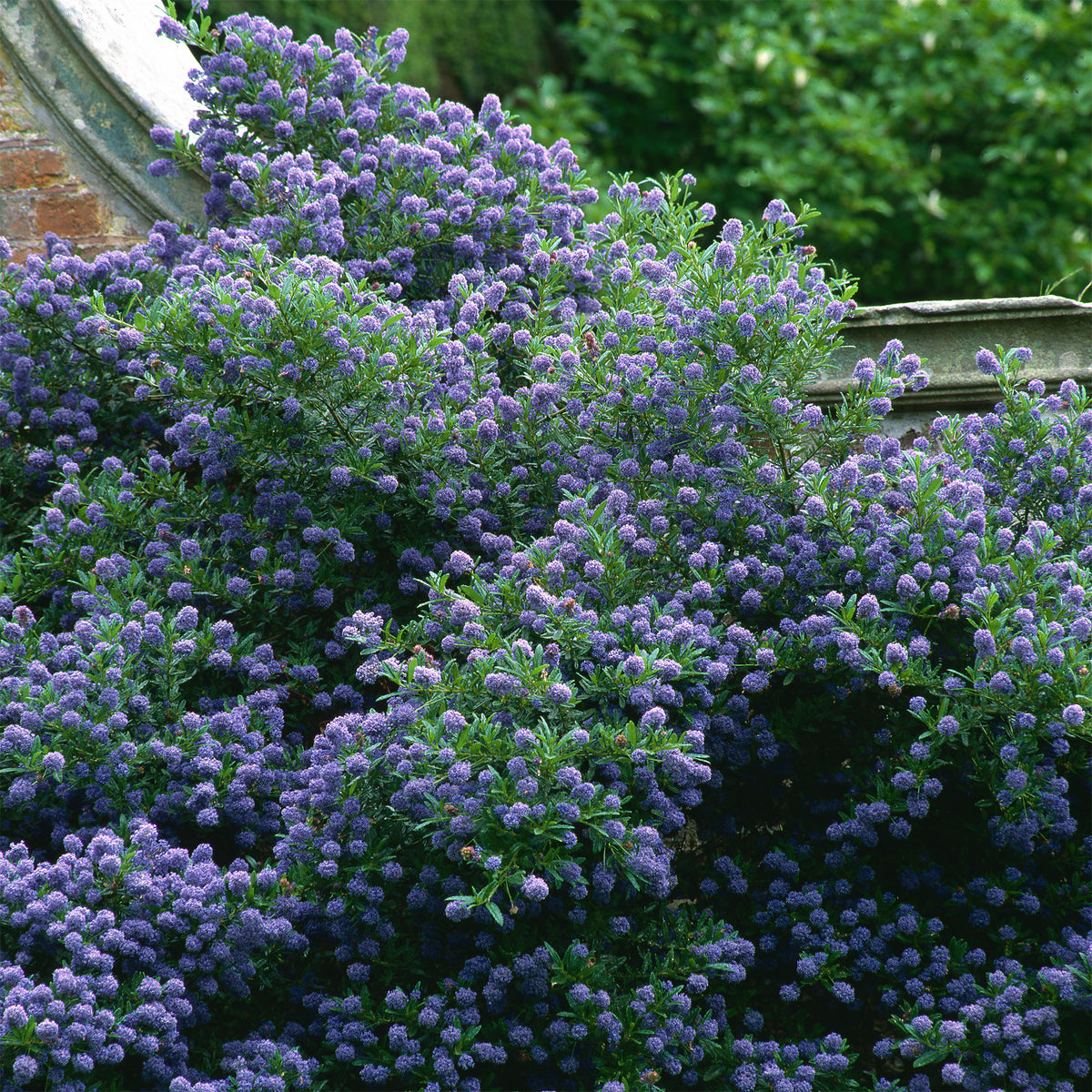 Ceanothus 'Autumnal Blue' - Willemse