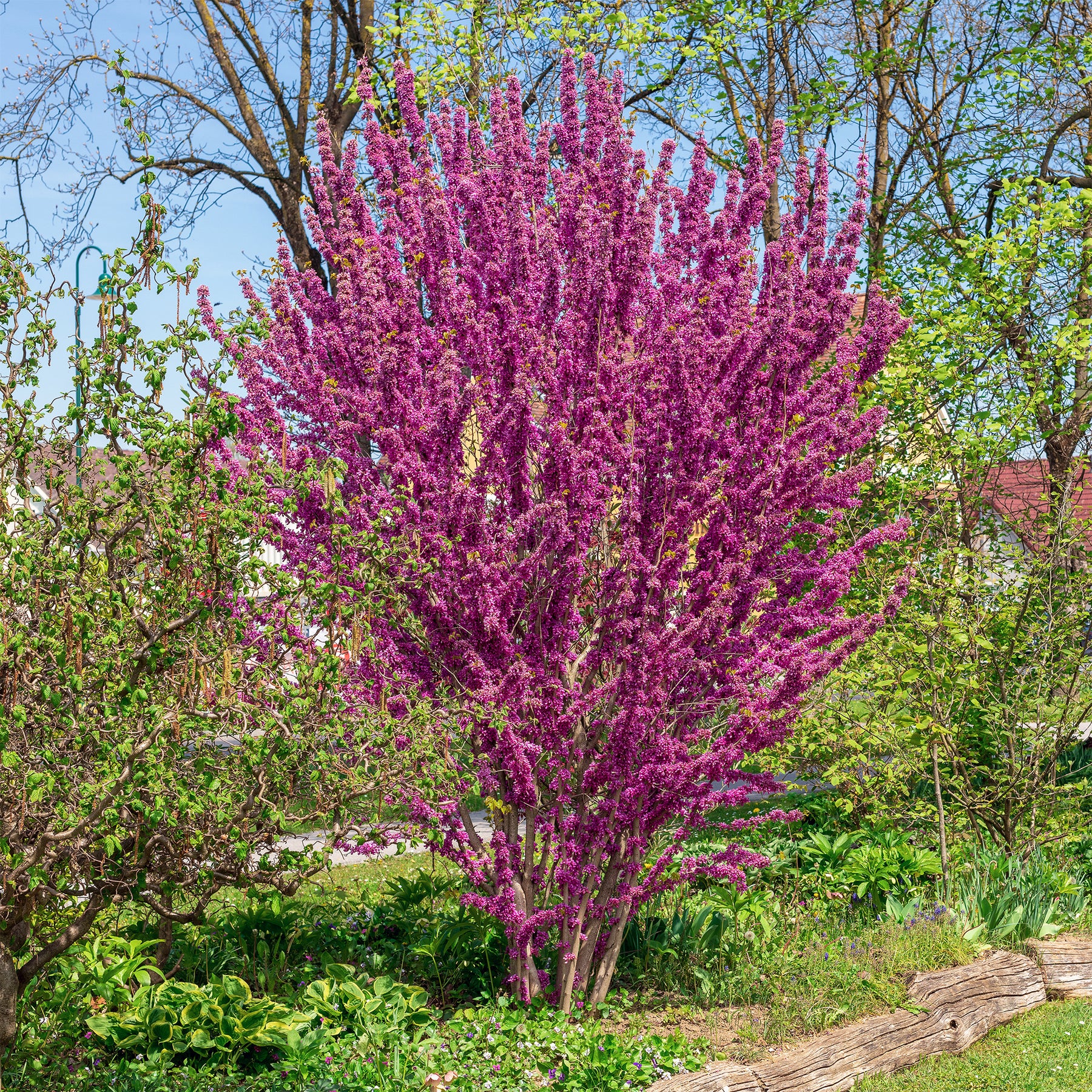 Chinesischer Judasbaum - Willemse