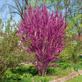 Chinesischer Judasbaum - Willemse