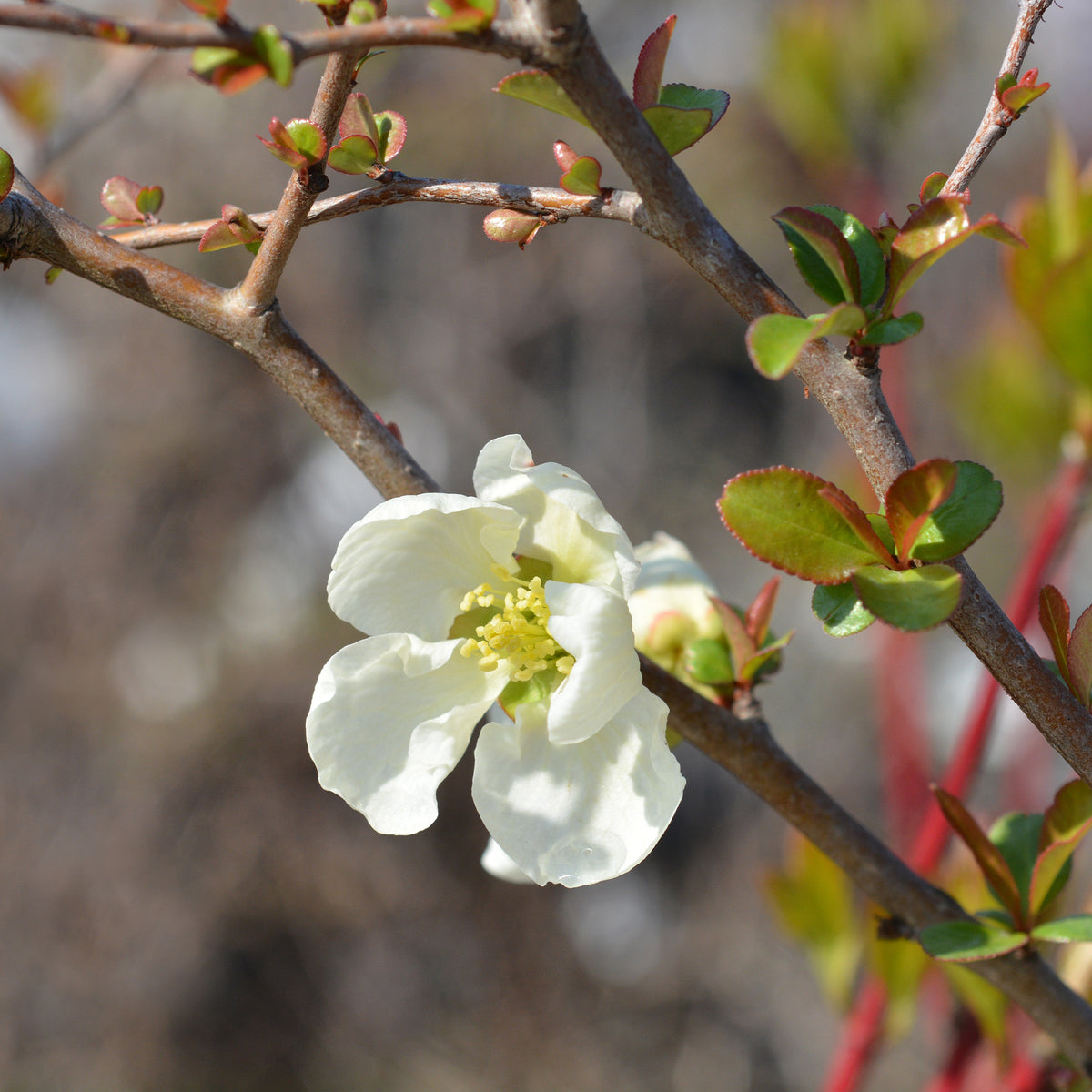 Chaenomeles superba Jet Trail - Japanische Quitte Jet Trail Weiß - Chaenomeles - Zierquitte