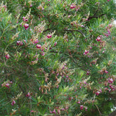 Wüstenweide - Chilopsis linearis - Willemse